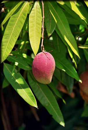 Mango fruit nutrition facts